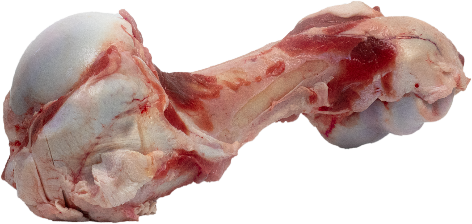 Kalbsröhrenknochen